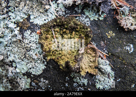 La tripe de roche sur la croissance des lichens en hiver Rock Banque D'Images