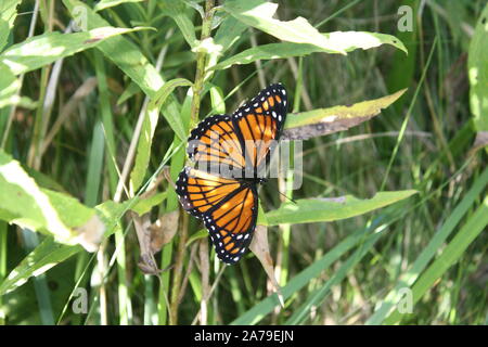 Papillon monarque repose sur des brins d'herbe verte Banque D'Images