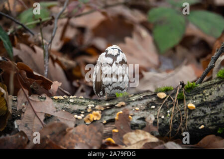 Inkcap Magpie en automne Champignons Banque D'Images