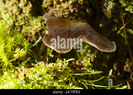 Jelly champignon dent Pseudohydnum gelatinosum aussi connu sous le nom de gelée crantée, le faux champignon champignon hérisson ou même les chats langue maternelle Banque D'Images