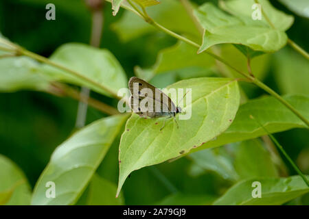 Peu de bois papillon satyre on Leaf Banque D'Images