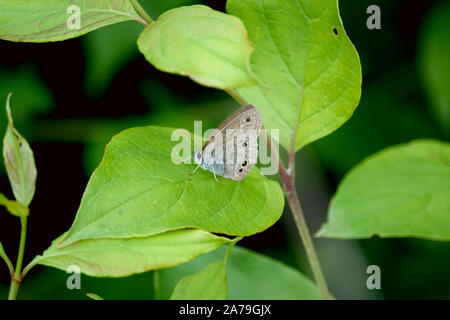 Peu de bois papillon satyre on Leaf Banque D'Images