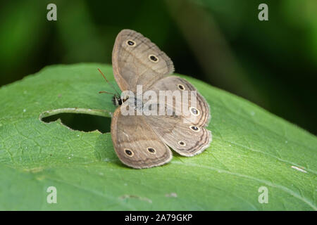 Peu de bois papillon satyre on Leaf Banque D'Images