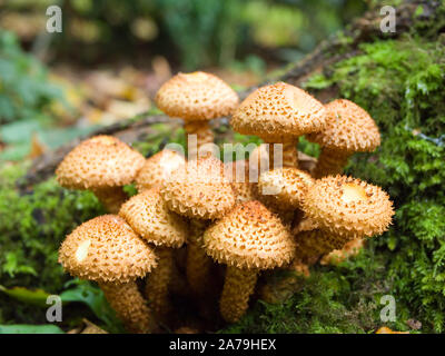 Groupe de Shaggy Scalycap les champignons, Pholiota squarrosa, poussant dans la forêt, automne, UK Banque D'Images