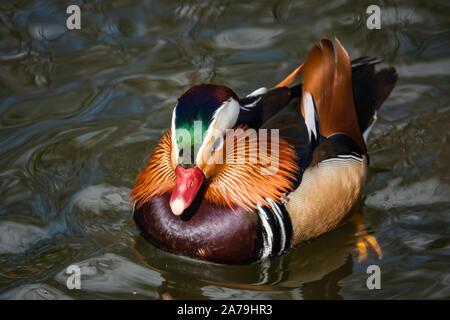 Canard Mandarin mâle en étang en hiver Banque D'Images