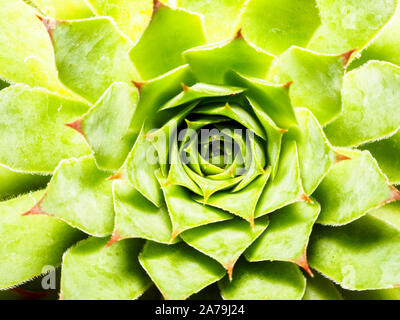 Sempervivum calcareum succulent plant Banque D'Images