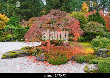 Les érables et autres arbres feuillus exotiques jaune et rouge dans le célèbre jardin japonais de Portland, Oregon, en automne. Banque D'Images