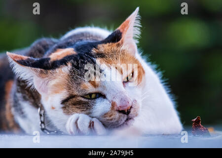 Rue Blanche chat posant en marbre table de jardin parc close up Banque D'Images