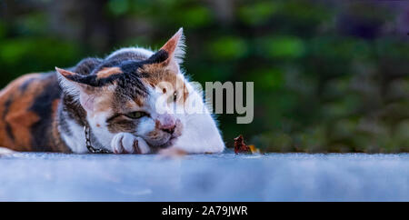 Rue Blanche chat posant en marbre table de jardin parc close up Banque D'Images