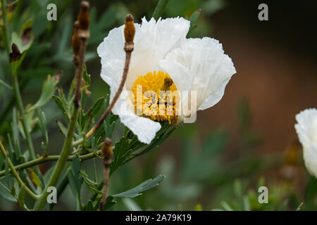 Le coutre ISBN 2-07-059113-1 Coquelicot en fleur Banque D'Images