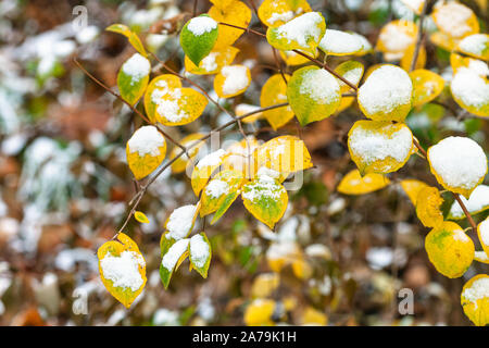 La première neige sur les feuilles jaunes et verts d'arbre dans le parc à jour d'automne froid Banque D'Images