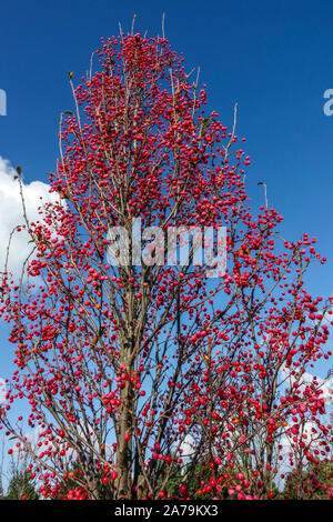 Frêne de montagne Sorbus alnifolia « oiseau rouge » Banque D'Images