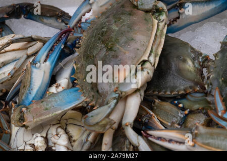 Long Bleu griffé à vendre des crabes frais dans une pile sur un étal au marché aux poissons de Venise. Banque D'Images