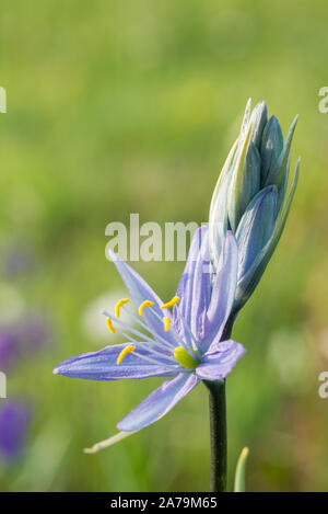 Camas - Whitman, Wallowa National Forest, de l'Oregon. Banque D'Images