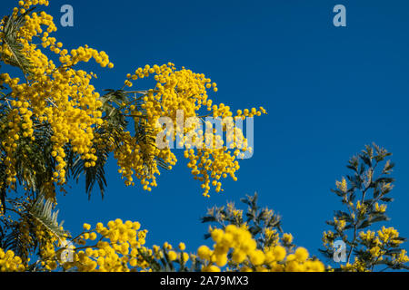 Mimosa en fleur en hiver Banque D'Images