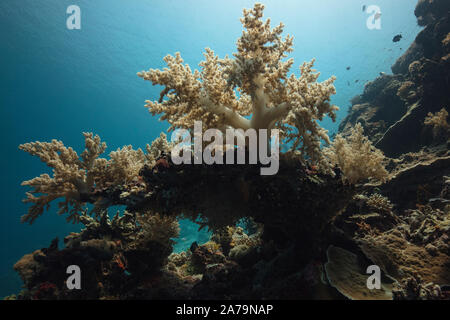 Belle corail mou. Incroyable monde sous-marin de l'île de Kakaban dans Sulwaesi la mer, à l'Est de Kalimantan, en Indonésie. Banque D'Images