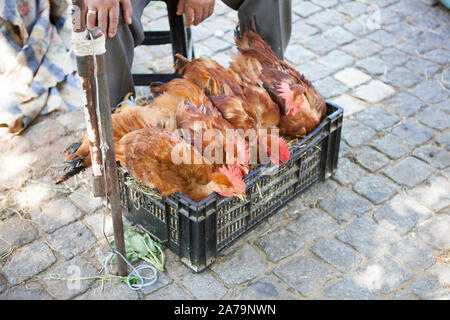 Les poulets vivants en vente le marché du jeudi, Barcelos, Portugal Banque D'Images