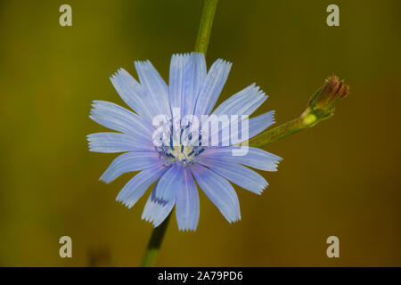 Fleur de chicorée sauvage, Chicorium Intybus, Paleochora, Crète, Grèce Banque D'Images