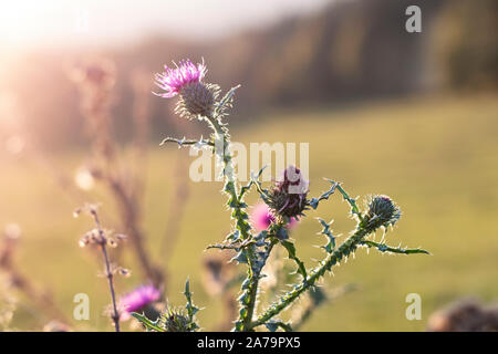 Belle fleur chardon close-up dans la prairie dans la soirée. Fleur de chardon rétroéclairé blanc tournant dans le coucher du soleil. Arrière-plan flou. Bien arrondi. Banque D'Images