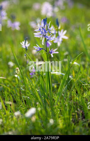 Camas - Whitman, Wallowa National Forest, de l'Oregon. Banque D'Images