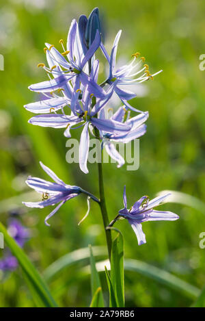 Camas - Whitman, Wallowa National Forest, de l'Oregon. Banque D'Images