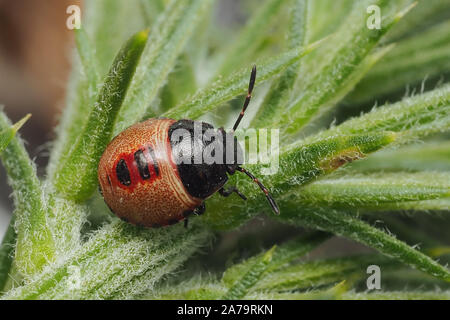 L'ajonc Shieldbug Piezodorus lituratus (nymphe) au repos sur l'ajonc bush. Tipperary, Irlande Banque D'Images