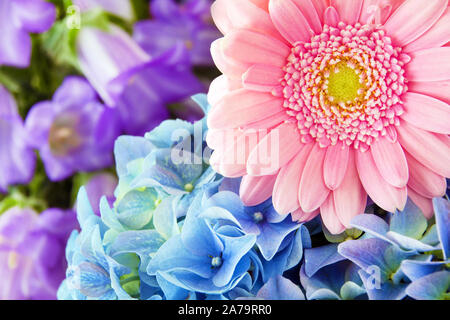 Fleurs - Gerbera et hortensias Banque D'Images