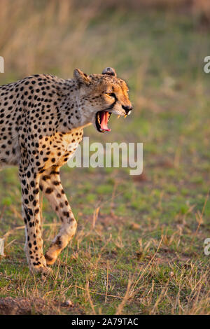 Mâle juvénile Guépard (Acinonyx jubatus) balade et bâillements, Mashatu, Botswana Banque D'Images