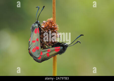 Les Six-spot Burnet (Zygaena filipendulae) papillons perché sur tige de la plante. Tipperary, Irlande Banque D'Images