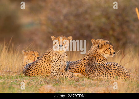 Mère guépard avec de jeunes oursons (Acinonyx jubatus) couché, Mashatu, Botswana Banque D'Images