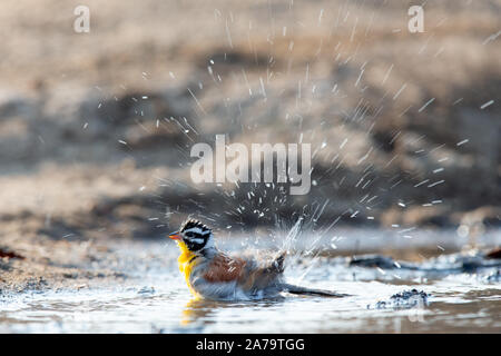 Mâle Golden-breasted Bunting (Emberiza flaviventris), Mashatu, Botswana Banque D'Images