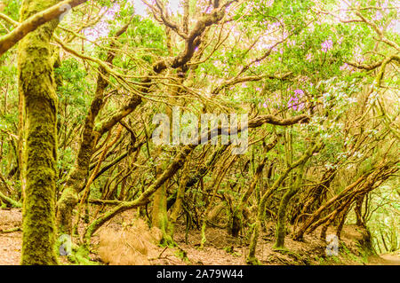 Les légumes-feuilles et les arbres verts forêt de Laurisilva Sur le chemin des sens. Le 11 avril 2019. Vega de Las Mercedes Santa Cruz de Tenerife Espagne Afrique. Billet d Banque D'Images