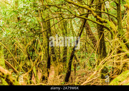 Monteverde luxuriante forêt d'arbres sur le chemin des sens. Le 11 avril 2019. Vega de Las Mercedes Santa Cruz de Tenerife Espagne Afrique. Voyage Tourisme Street Banque D'Images