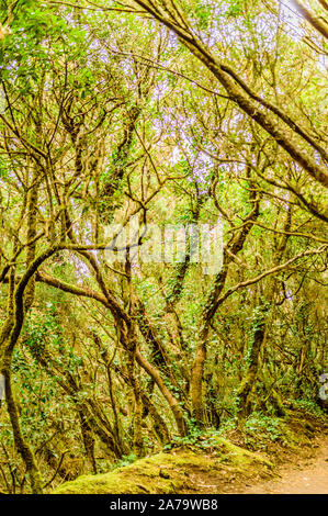 Les légumes-feuilles et les arbres verts forêt de Laurisilva Sur le chemin des sens. Le 11 avril 2019. Vega de Las Mercedes Santa Cruz de Tenerife Espagne Afrique. Billet d Banque D'Images