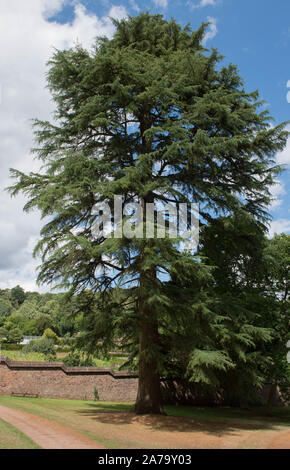 Cèdre de l'Himalaya ou cèdre Deodar conifère toujours vert Arbre (Cedrus deodara) dans un parc en milieu rural Devon, England, UK Banque D'Images