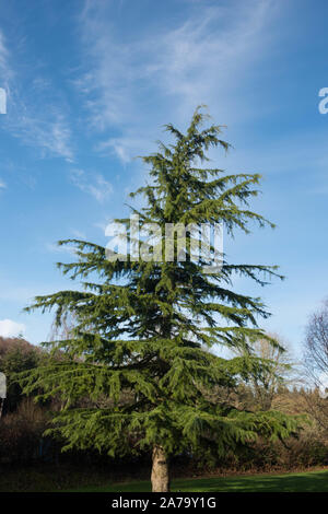 Cèdre de l'Himalaya ou cèdre Deodar conifère toujours vert Arbre (Cedrus deodara) dans un parc en milieu rural Devon, England, UK Banque D'Images