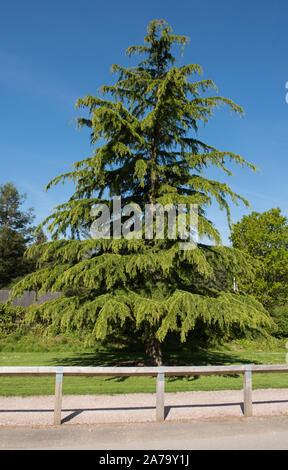 Cèdre de l'Himalaya ou cèdre Deodar conifère toujours vert Arbre (Cedrus deodara) dans un parc en milieu rural Devon, England, UK Banque D'Images