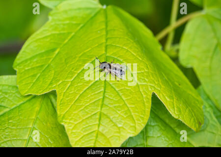 Mining Bee sur feuilles au printemps Banque D'Images