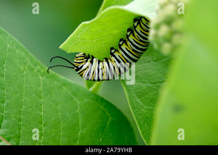 Sur des feuilles d'Asclépiade Caterpillar Monarch Banque D'Images
