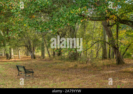 Un seul banc assis dans les bois le long des sentiers ombragés sous les arbres sur une journée ensoleillée à l'automne Banque D'Images