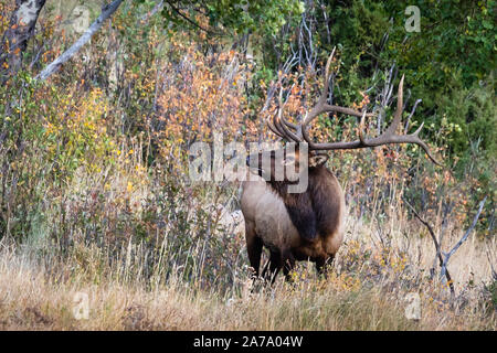 Grand bull elk debout sur une colline dans l'herbe profonde Banque D'Images