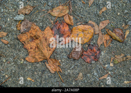 Variété de feuilles d'automne se trouvant écrasés sur l'asphalte tombé de l'arbre dans le parc par une journée ensoleillée à l'automne Banque D'Images