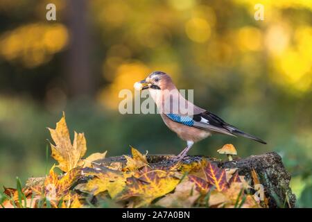 Eurasian jay, un oiseau gourmand avec deux d'arachides dans son bec, assis sur un tronc d'arbre couvert de feuilles colorées. La journée ensoleillée d'automne dans les bois. Banque D'Images