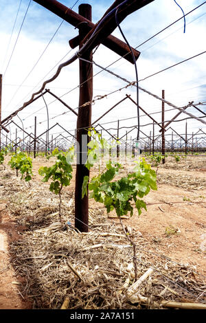 Nouveau vignoble raisin planté - culture du raisin Banque D'Images