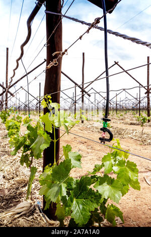 Nouveau vignoble raisin planté - culture du raisin Banque D'Images