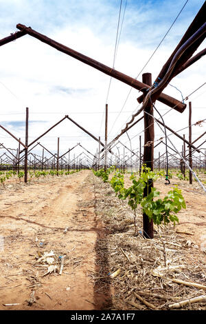 Nouveau vignoble raisin planté - culture du raisin Banque D'Images