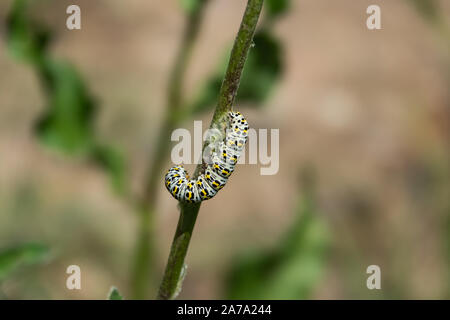 Mullein Moth chenille se nourrit de tiges au printemps Banque D'Images