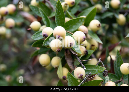 En automne les fruits pas mûrs Myrtle Banque D'Images