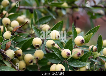 En automne les fruits pas mûrs Myrtle Banque D'Images