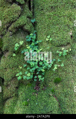 Oxalis acetosella. L'oxalide sur un tronc d'arbre couverts de mousse. Dumfries et Galloway, Scottish Borders, Scotland Banque D'Images